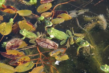 Grenouille verte