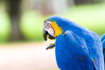 Beautiful Blue-and-yellow Macaw (Ara ararauna) in the Brazilian wetland.