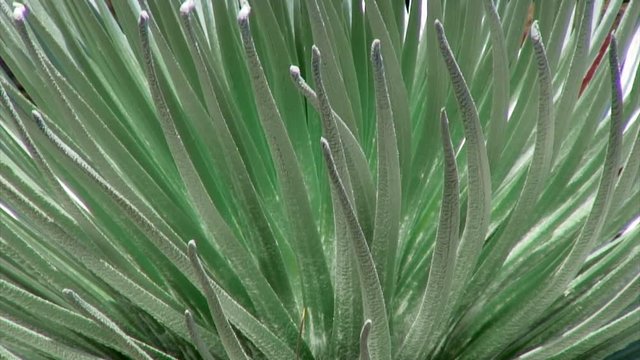 Close-Up: Pointed Leaves of Wild Plant