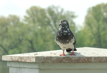 Obraz premium Pigeon posing for a portrait.