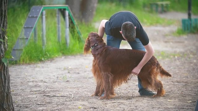 Young man cleans the long hair of his dog breed red irish setter in summer park