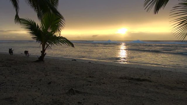 Still: Two Dogs Running at the Seashore of Rarotonga