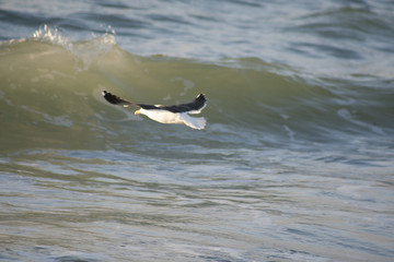 Seagull facing the wave