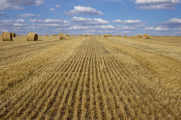 Harvesting of wheat. Harvesting of rye. Straw bales.Cleaned field.