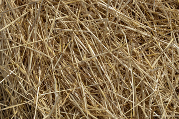 Close-up of straw background. Beautiful straw background.