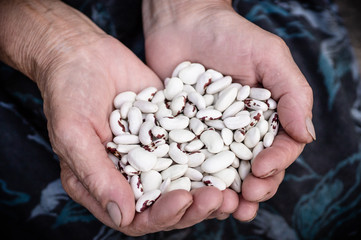 Kidney beans. White kidney beans with red spots in the hands of grandmother, old hands, in the hands of vegetables. Beans.