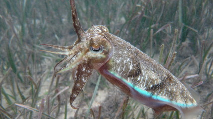 Mourning Cuttlefish, Sepia Plangon at Watsons Bay in Sydney, Australia