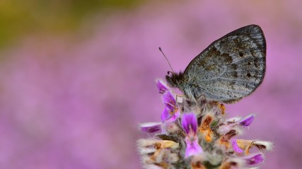 Erebia ottomana  182