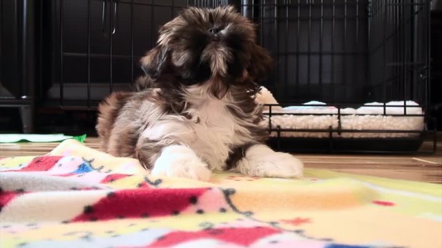 Cute Shih Tzu Watches Toy Behind Camera