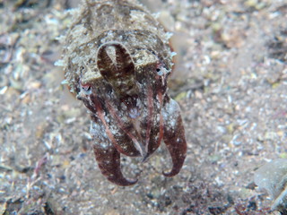 Mourning Cuttlefish, Sepia Plangon in Sydney, Australia