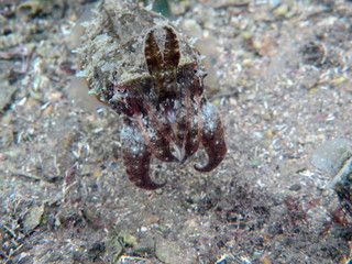 Mourning Cuttlefish, Sepia Plangon in Sydney, Australia