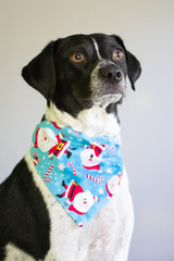 Dog with Big Eyes Wearing Santa and Candy Canes Holiday Bandana