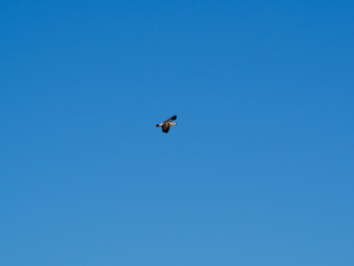 Naklejka na ściany i meble Seagull flying in clean sky