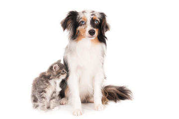 Kitten smelling a small Australian Shepherd Blue Merle dog. On white.