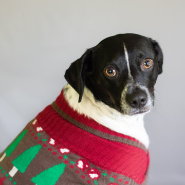 Cute Dog With Big Eyes Wearing Green And Red Holiday Sweater