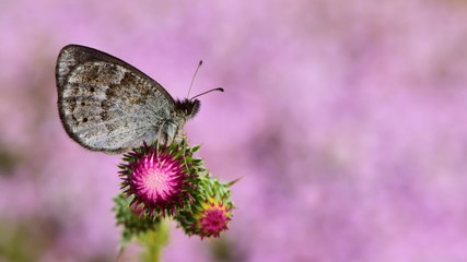 Erebia ottomana  185