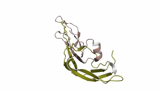Follicle-stimulating hormone (FSH), rotating cartoon model, seamless loop