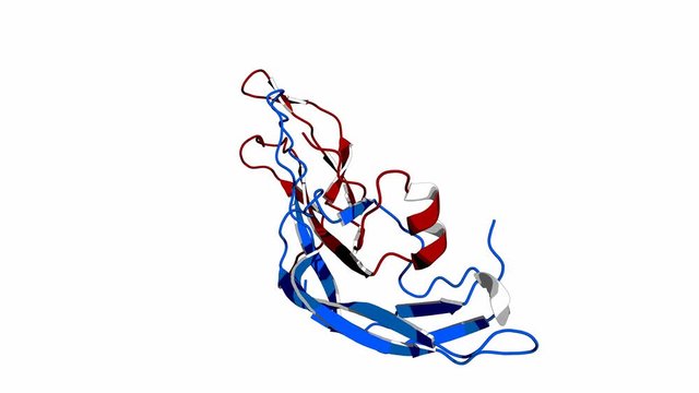 Follicle-stimulating hormone (FSH), rotating cartoon model, seamless loop