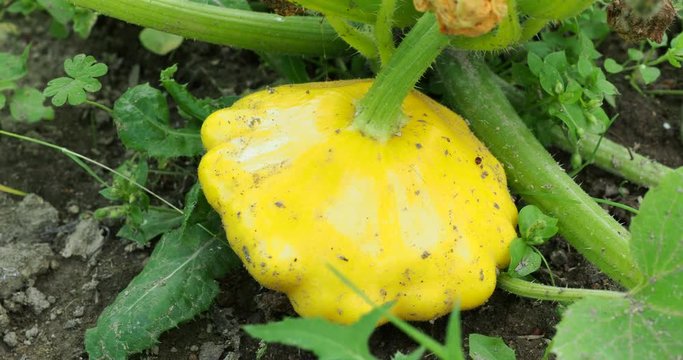 Pattypan squash bud on plant. Growing vegetables in the garden. (Cucurbita pepo)