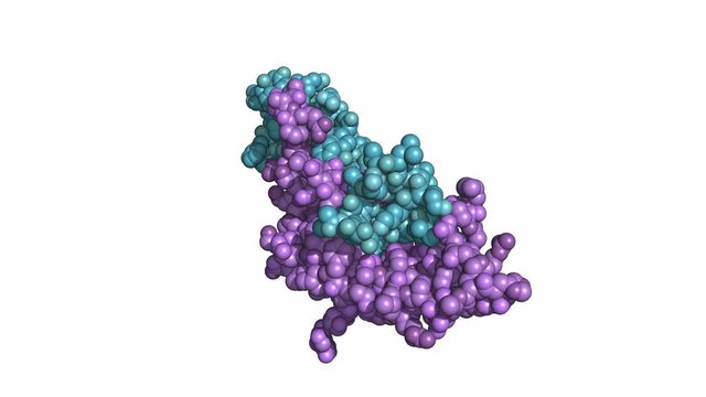 Follicle-stimulating hormone (FSH), rotating space-filling model, seamless loop