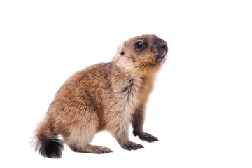 The bobak marmot cub on white