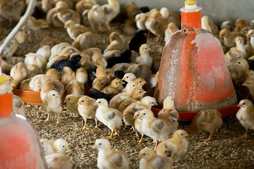 Fluffy baby chickens on poultry farmhouse.