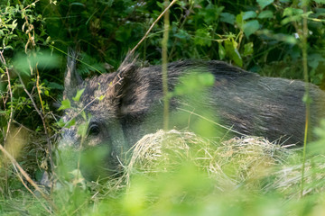 Sanglier couché