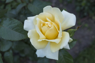 Yellow rose in the park