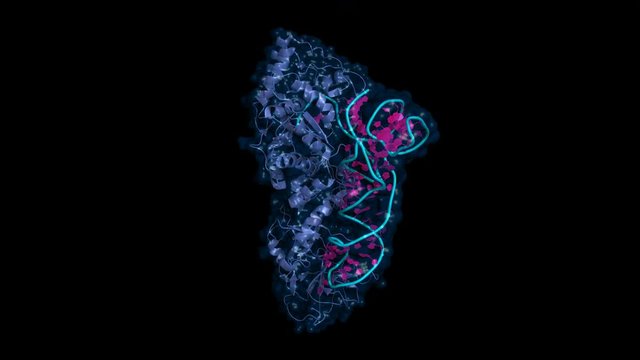 Glutaminyl-tRNA synthetase bound to tRNA, rotating cartoon model with semi-transparent surface, seamless loop