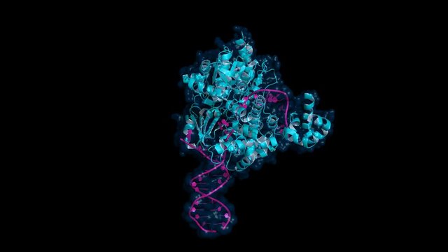 DNA helicase, rotating cartoon model with semi-transparent surface, seamless loop