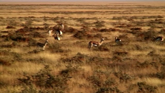 Zoom-In, Pan: Springbok Leaping Through Grass