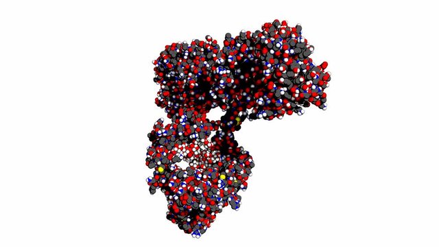 Immunoglobulin G (IgG) antibody, rotating space-filling model, seamless loop