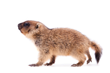 The bobak marmot cub on white