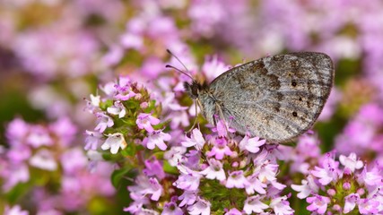 Erebia ottomana  188