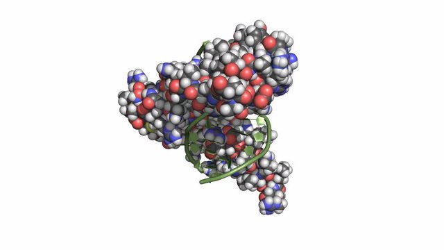 DNA-bound zinc-finger elements, rotating model