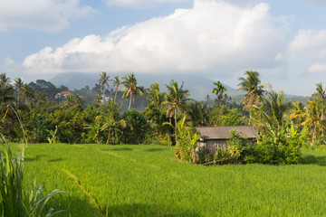 Fototapeta na wymiar A house and a rice field in the background of a volcano and clouds on the island of Bali in Indonesia