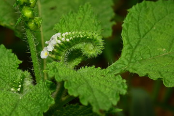 flor en espiral