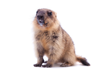 Fototapeta premium The bobak marmot cub on white