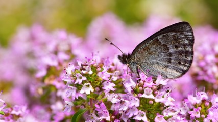 Erebia ottomana  189