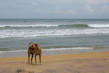 A dog stands on a sandy ocean beach. The coast of Sri Lanka