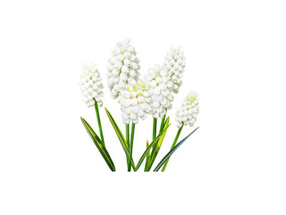 Muscari white flowers isolated on white