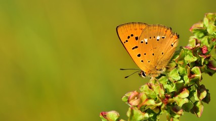 Lycaena virgaureae  191
