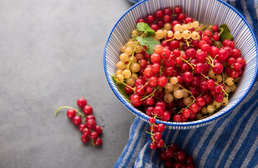 Freshly Picked Red Currants Ready to Eat