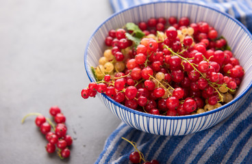 Freshly Picked Red Currants Ready to Eat