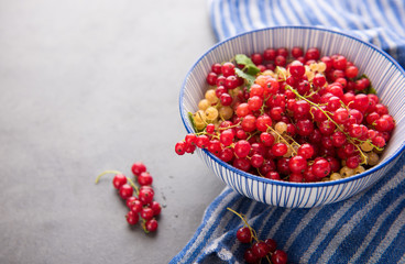 Freshly Picked Red Currants Ready to Eat