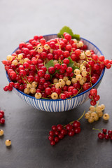 Freshly Picked Red Currants Ready to Eat