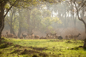 Obraz premium Group of deer at the forest, Bandipur National Park, Karnakata, India