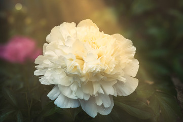 Large white peony during active blossoming against the background of other plants, degradation of a...