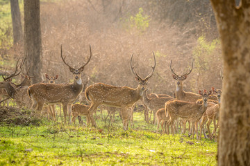 Group of deer at the forest, Bandipur National Park, Karnakata, India