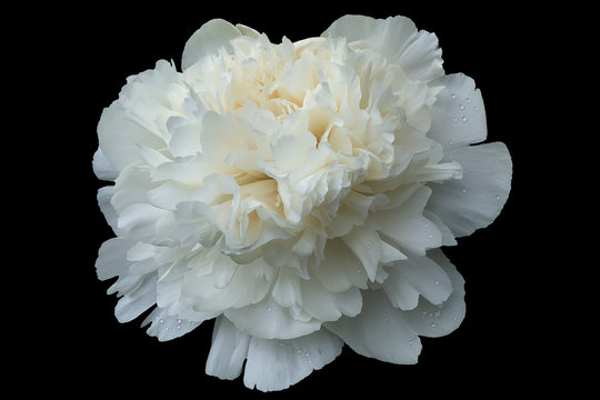 The white peony with a large number of petals and drops of water isolated on a black background.
